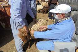 واکسیناسیون آبله گوسفندی در گناباد